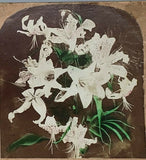 Stereoview 1901 Lilies Hand Colored Keystone Still Life Lily Flower Arrangement Lily