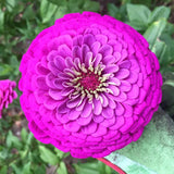 Purple Prince Zinnia Seeds | Giant 5"+ Purple Flowers | Free Shipping | 1185 Flowering Plants