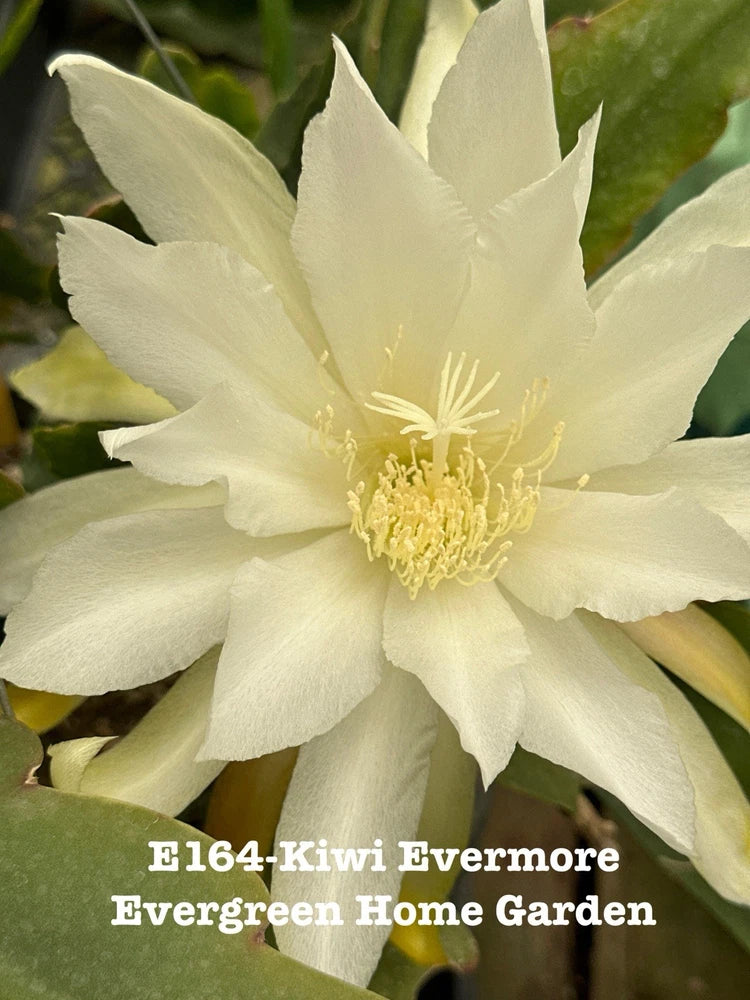 Cream orchid cactus bloom on green pads from a 4-inch starter pot