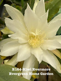 Rooted Epiphyllum Orchid Cactus ÒKiwi EvermoreÓ Growing In 4Ó Starter Pot. Orchids