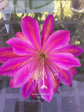 1 epiphyllum cutting PURPLE N44 Orchids