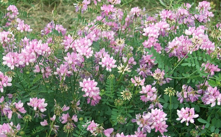Coronilla Varia Crown Vetch Vine, Hardy Garden Ground Cover 200 Seeds Garden Plants