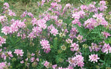Coronilla Varia Crown Vetch Vine, Hardy Garden Ground Cover 200 Seeds Garden Plants