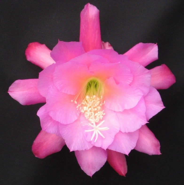 Pink orchid cactus flower with layered petals and yellow-stamen center