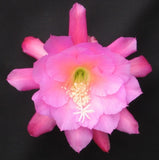 Epiphyllum, Orchid Cactus, " CHANTILLY LACE ", Don's Quart pots  APRIL/1 Orchids