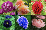 25pc PEONY SEEDS Garden Plant Flower bloom rare exotic USA seller FREE shipping Flowering Plants