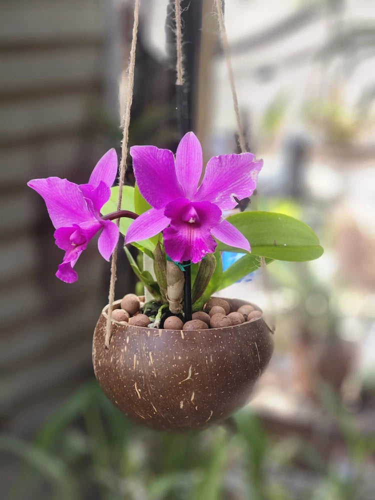 Purple orchid flowers in coconut hanging planter with green leaves