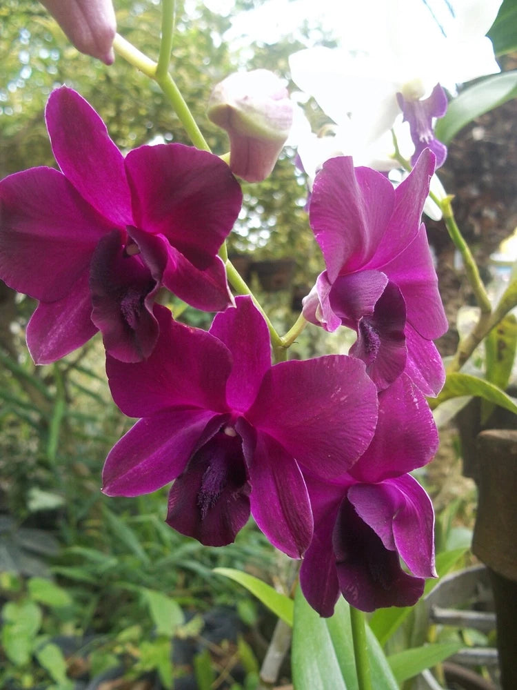 Dark magenta dendrobium orchid flower cluster