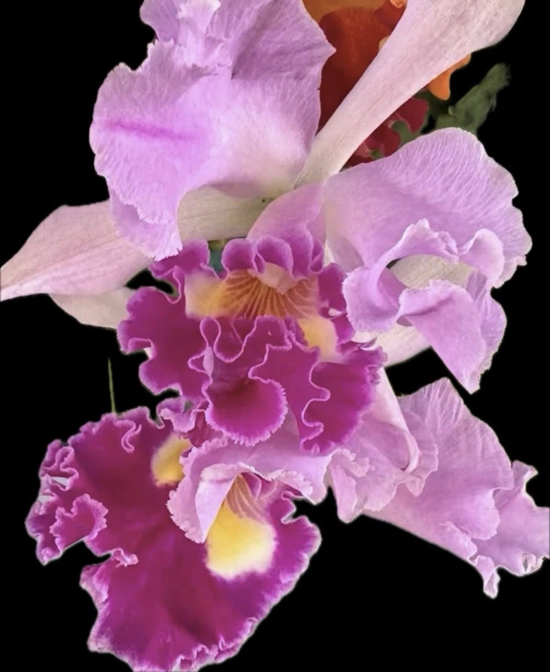 Purple orchid bloom with layered ruffled petals and yellow center
