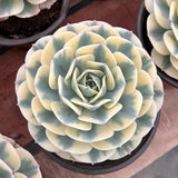 5.5'' Echeveria Lenore Dean, Live Succulent Plants,Rare Plants Flowering Plants
