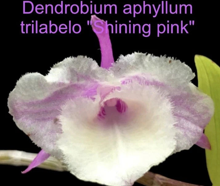 Mounted orchid bloom with soft white fuzzy petals and magenta-purple center