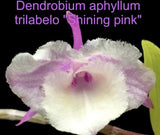 Dendrobium aphyllum trilabelo ÔShining pinkÕ Mounted Bloom size Orchids