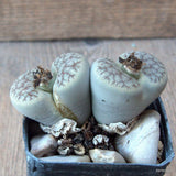 D6863 LITHOPS GRACILIDELINEATA V. BRANDER GENSIS pot8-H5-W9 cm MaMa Cactus Green Plant