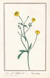 Buttercup Ranunculus Flower Botany Watercolor Drawing 280008 Ranunculus