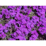 VERBENA MOSS FLOWER SEEDS 100 Fresh Moss Verbena Garden Seeds Garden Plants