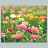 #1084 P-8X10 Flowers - Ranunculus 8x10 Glossy Photo - Fast-Secure Shipping Other Ranunculus