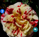 George Burns Floribunda Rose Bush.. Bare Root Starter Plant Green Plant