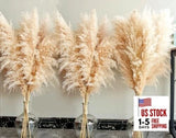 40" Tall Pampas Grass Ð Stems Natural Pompas Grass for Wedding, Party, 16 Pampas Grass