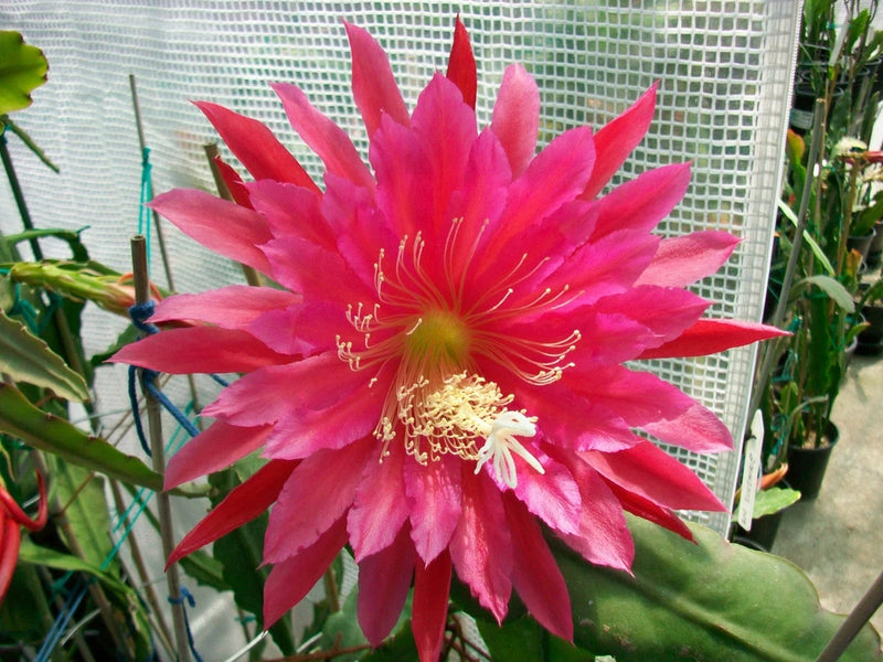 Vibrant pink cactus orchid bloom with layered petals and pale center