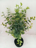 Mini eucalyptus bush, wreath supplies  GREEN Green Plant