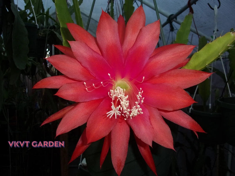 Red epiphyllum orchid cutting flower with long pointed petals and yellow center