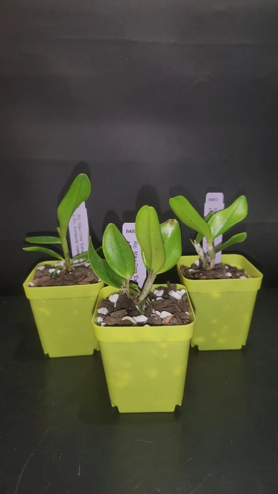 Rlc. Maui Dots 'Extra x Rlc Sunspots 'Valley Isle' Seedling In  a 2.75" pot Orchids