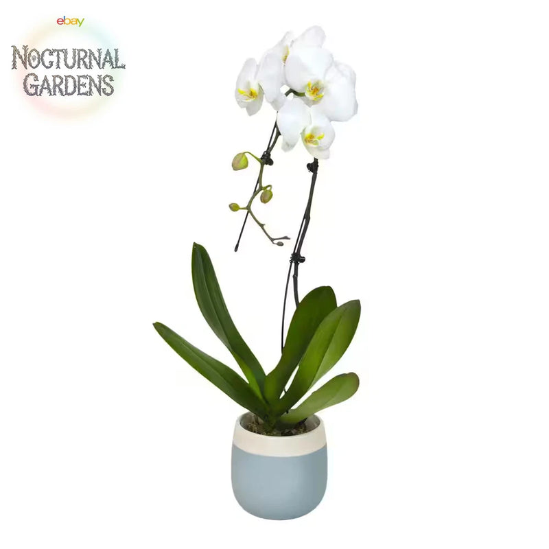 White Phalaenopsis orchid in blue-and-white ceramic pot with green leaves