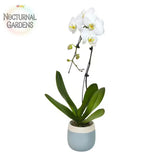 Premium Large White Live Orchid Plant (Phalaenopsis), 5" Blue & White Orchid Pot Orchids