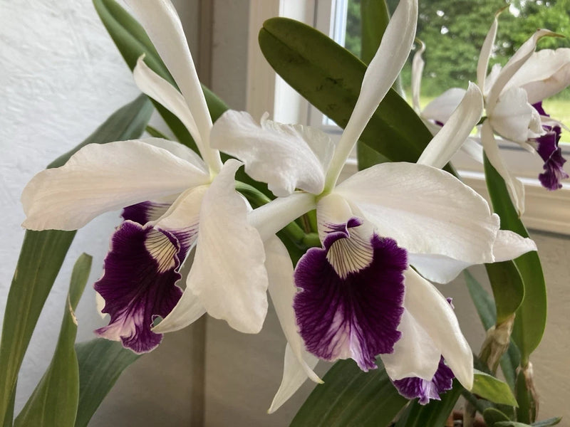 White orchid flowers with deep purple centers and green leaves.
