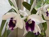 Cattleya Purpurata V. Shustinaria Sale! Orchids