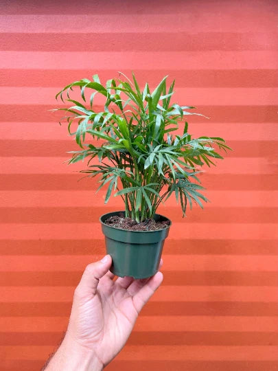 Parlor palm live plant in small dark green pot with narrow arching fronds