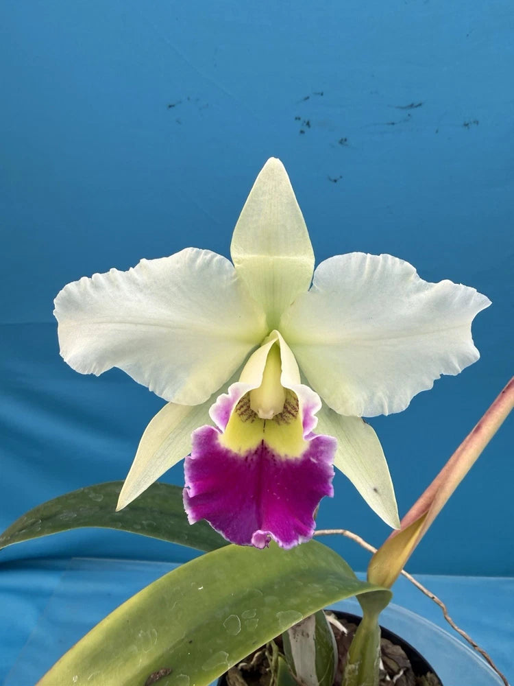 Potted orchid with large white petals, yellow-green center, and purple lip