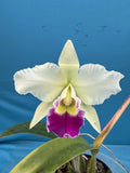 Cattleya Stephen Oliver X Lc Higher Ground Purple White Exact Orchid Eros 7Ó Pot Orchids