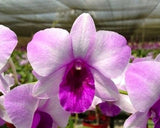 Dendrobium Ocean Blue Comes in 4