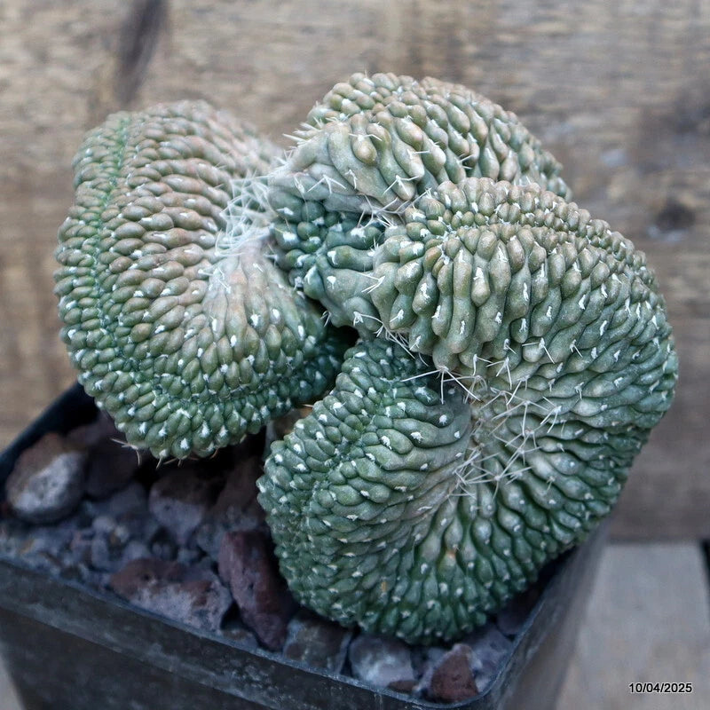 Green crested graft cactus plant in a square pot, textured bumpy ridged stems