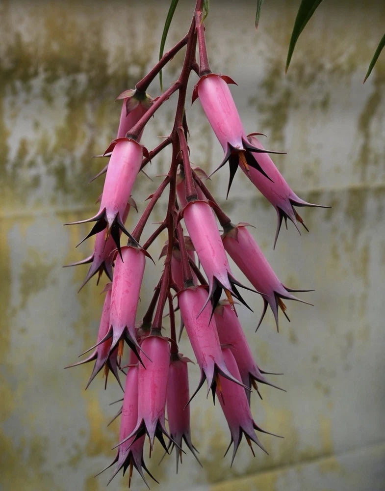 Pink hanging tubular flowers on dark stems, Ceratostema plant caudex