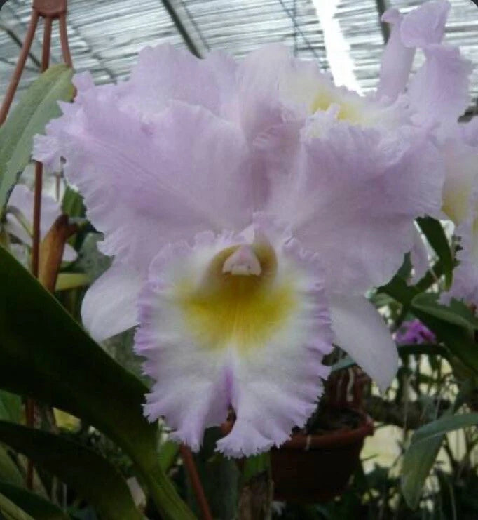 Lavender orchid flower with ruffled petals and yellow center