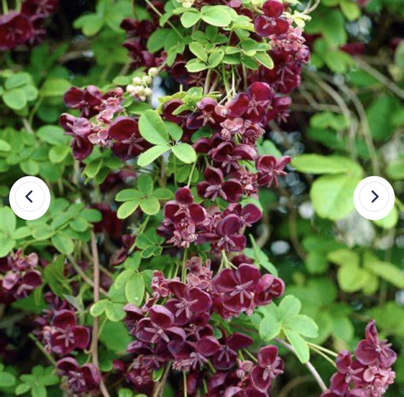 Chocolate vine starter plant with maroon star-shaped flowers and green leaves
