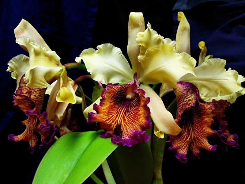 C. dowiana var aurea ÒGiants of the Atlantic RainforestÓ Seedling Rare Offering Orchids