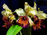 C. dowiana var aurea ÒGiants of the Atlantic RainforestÓ Seedling Rare Offering Orchids