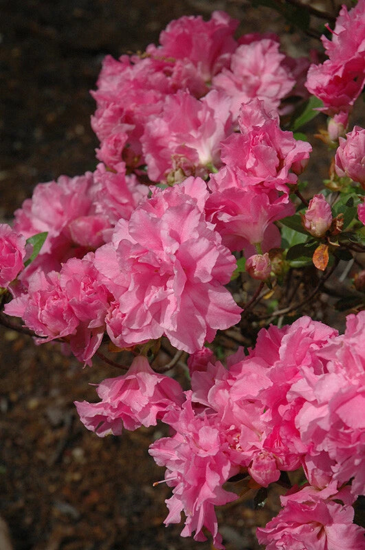 Pink ruffled rhododendron blooms with green stems and buds