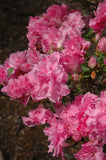 ~~HALLIE~~Azalea Rhododendron Deciduous Starter Plant~~ORCHID PINK TRIPLE BLOOMS Orchids