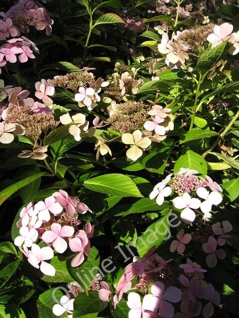 Photo 6x4 Hydrangea Corner 2 Hidcote Bartrim These unusual double-flowere c2010 Hydrangea