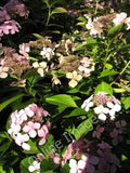 Photo 6x4 Hydrangea Corner 2 Hidcote Bartrim These unusual double-flowere c2010 Hydrangea