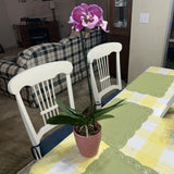 Live Orchid Orchids