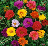 20+ MOSS ROSE SEEDS PORTULACA DOUBLE MIX annual FLOWER garden Garden Plants