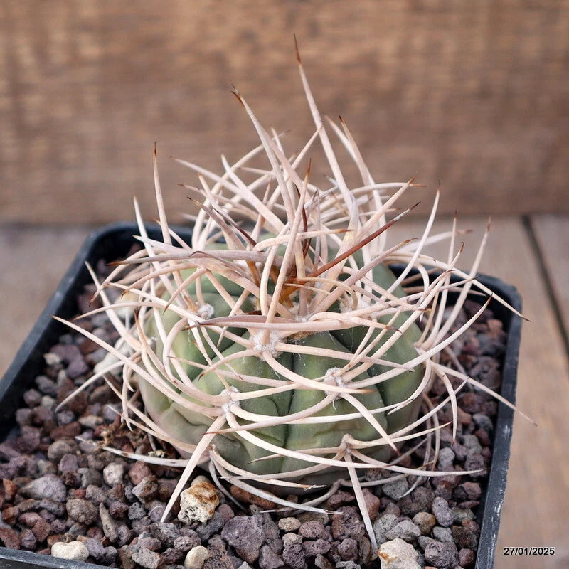 Green cactus in black pot, dense white spines, set in dark gravel.