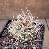 A8255 GYMNOCALYCIUM ARMATUM pot10-H5-W6 cm MaMa cactus Green Plant