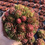 8CM Succulent Plant Jovisbarba Allionii Crassulaceae Home Garden Beautiful Plant Garden Plants