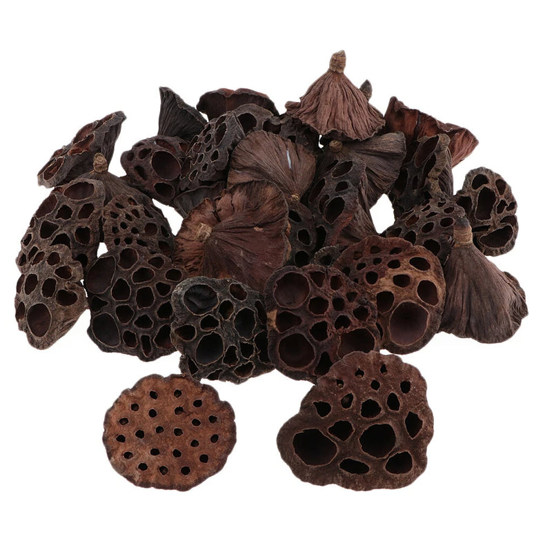 30  Mini  Dried Brwon Lotus  Without  and Stems(1.2-4.7inch), Dried Flower
